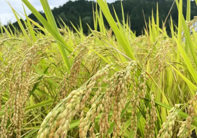 rice field